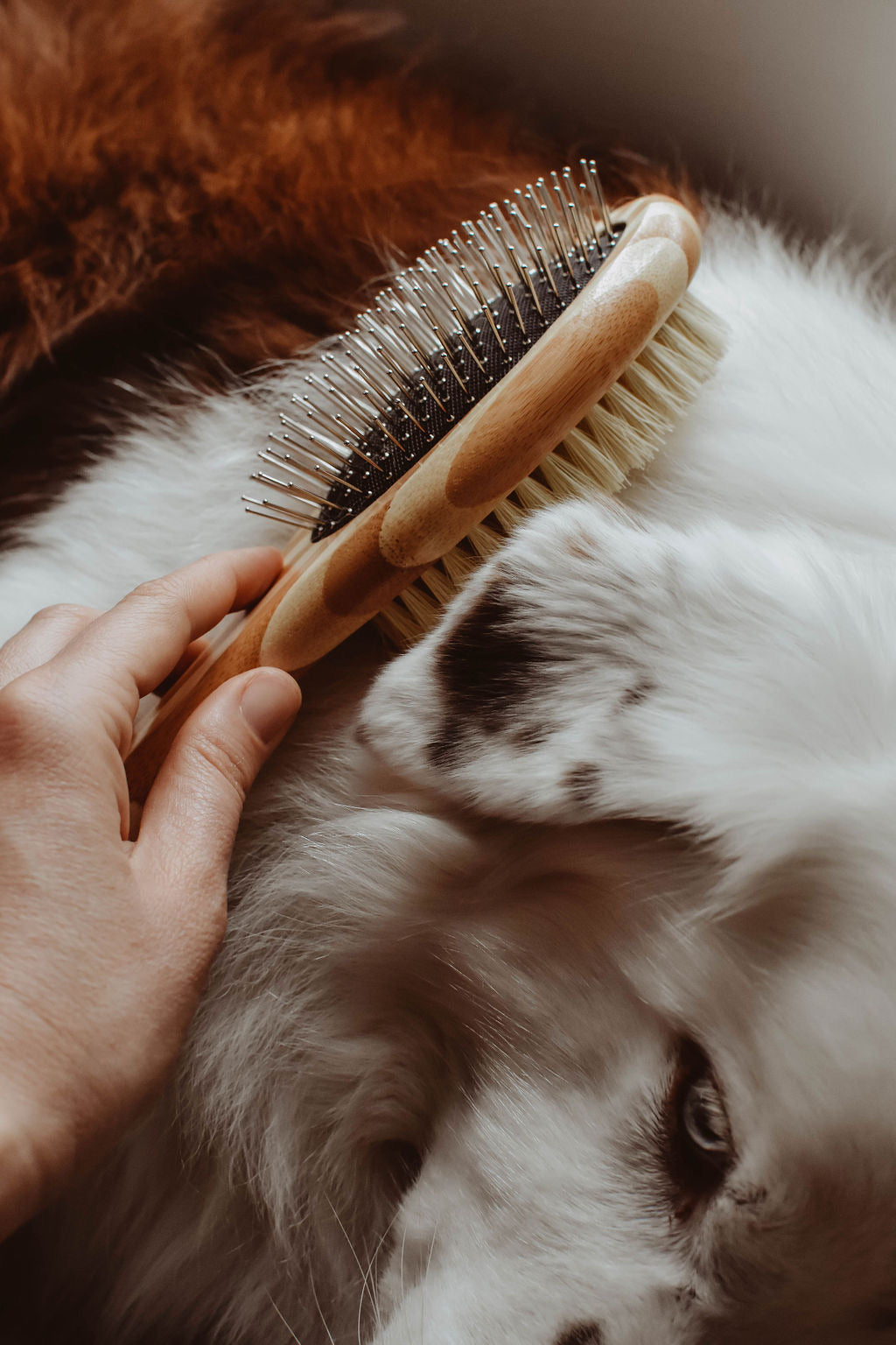 buy dog brush
